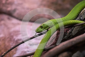 View of a dangerous green mamba snake on a trunk