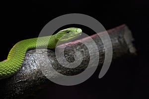 View of a dangerous green mamba snake on a trunk