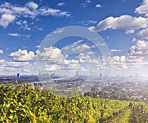 View of the Danube River and the skyline of Vienna with Vineyards in front