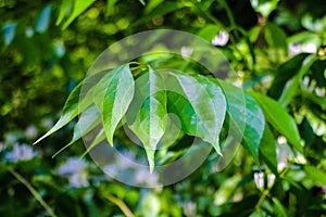 View of daphne Thymelaeaceae in front of green leaves