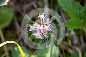 View of daphne Thymelaeaceae