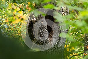 View of the dark hole in the tree trunk