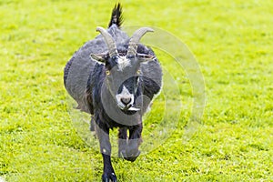 A view of a dark pygmy goat in a paddock near Melton Mowbray