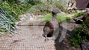View of a dark quacking duck in the park