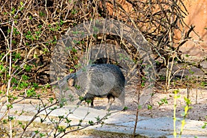 View of a dark wild boar in the park.