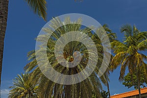 View of date palm on tree from below.. Green palm trees on coast line. Amazing  sky white clouds and endless skyline.