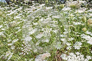 View of Daucus carota plants in close-up.