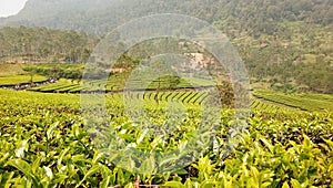 view during the day at the & x22;Wayang Windu Panenjoan& x22; tea garden tour in Pangalengan sub-district, West Java, Indonesia photo