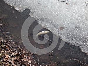 View of a dead fish floating suffocated without air under ice in a frozen pond in winter