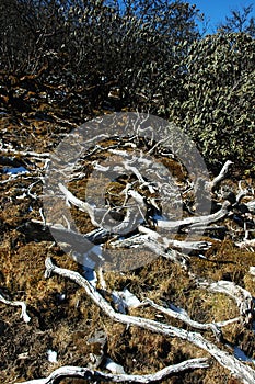View of the dead plants at the mountain side.