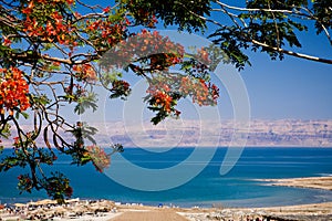 View of the Dead Sea, Israel photo
