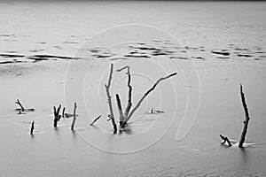 View of dead thin tree trunks in the lake on a gloomy day