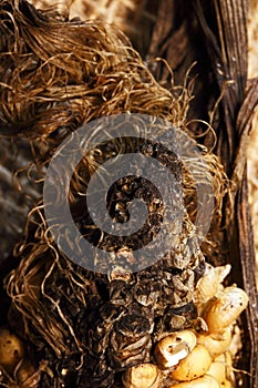 ROTTEN TIP OF OLD CORN COB