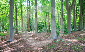 View of a deciduous forest
