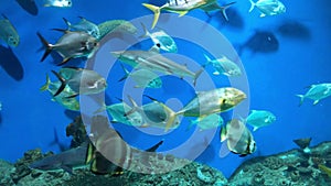 View of a deep-sea aquarium with a lot of floating fish, snakes, sharks and moray eels. Underwater sea world background