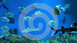View of a deep-sea aquarium with a lot of floating fish, snakes, sharks and moray eels. Underwater sea world background