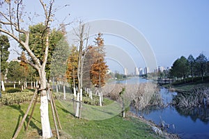 View for a deeper autumn afternoon day with the withered bulrush