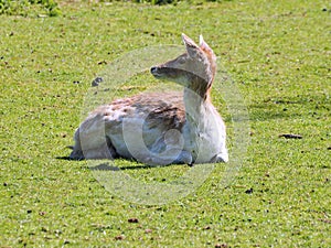 View of a deer on grass