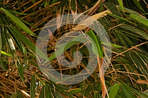 View of the dense bamboo leaves