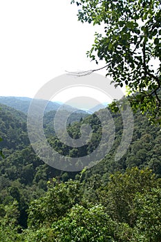 A view of the dense forest of Western Ghats of India.