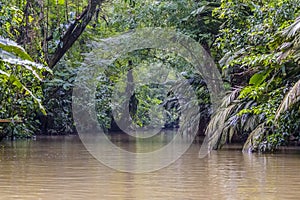 A view of dense jungle surounding a tributary of the Tortuguero River in Costa Rica photo