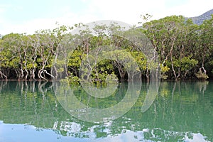 Dense mangrove forest in Amami Oshima Island photo