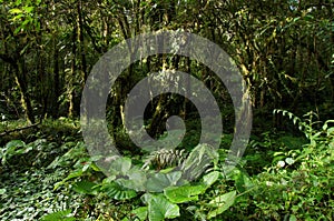 A view of dense rainforest vegetation with ocational sunbeams