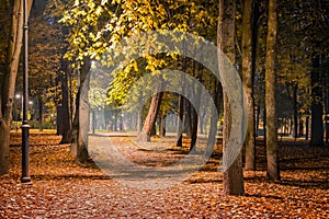 View of departing path of night autumn park illuminated by lanterns and strewn with yellow foliage