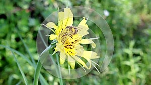 View of the Desna River near the city of ChernigovThe wild bee collects pollen from the  salsify goatbeard flower
