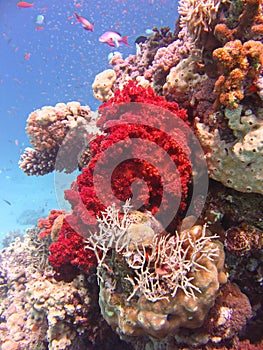 View of the Dichotomy fire coral and fish in the Red Sea