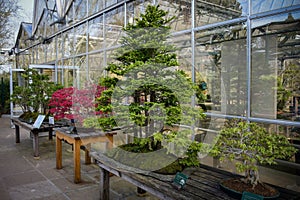 view of different bonsai in a botanical garden