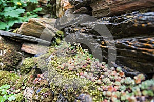 View of different textures of stone walls