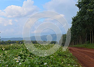 A view of a dirt road, field, a row of trees and sky