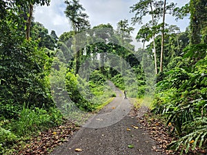 View of dirt road in the jungle of Danum Valley