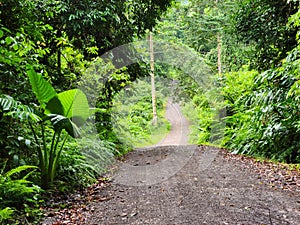 View of dirt road in the jungle of Danum Valley Lahad Datu