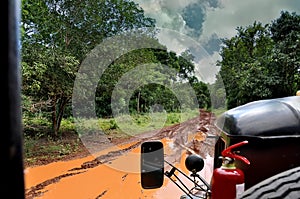 A view of a dirt road in the jungle during a safari.