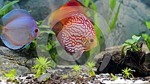 View of discus fish swimming in planted aquarium. Tropical fishes.