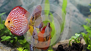 View of discus fish swimming in planted aquarium. Tropical fishes.