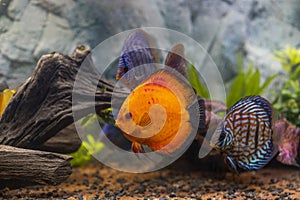View of discus fish swimming in planted aquarium. Tropical fishes. Beautiful nature backgrounds. H