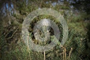 view of a diseased pine by processionary caterpillars