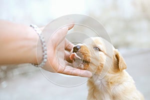 View of a dog eating.