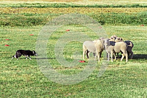 View of a dog and group of sheep in the meadow; sheepdog competitio