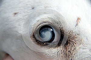 View into a dog`s eye that is affected by cataract