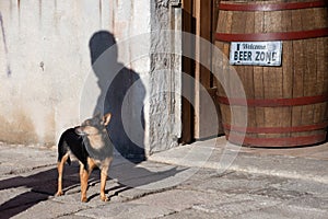 View of dog waiting in the street with man shadow