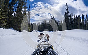 View from a dogsled with running dogs