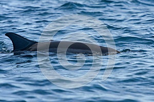 view of a dolphin in the indian ocean