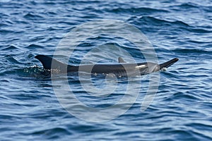 view of a dolphin in the indian ocean