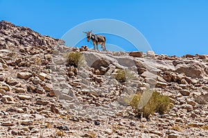 A view of a donkey close to the Royal Tombs over ruins in the ancient city of Petra, Jordan