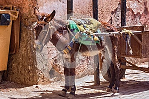 View of the donkey in the medina of Marrakesh on a sunny day. Morocco