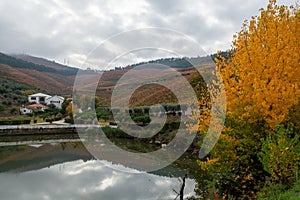 View on Douro river with reflection in water of colorful hilly stair step terraced vineyards in autumn, wine making industry in